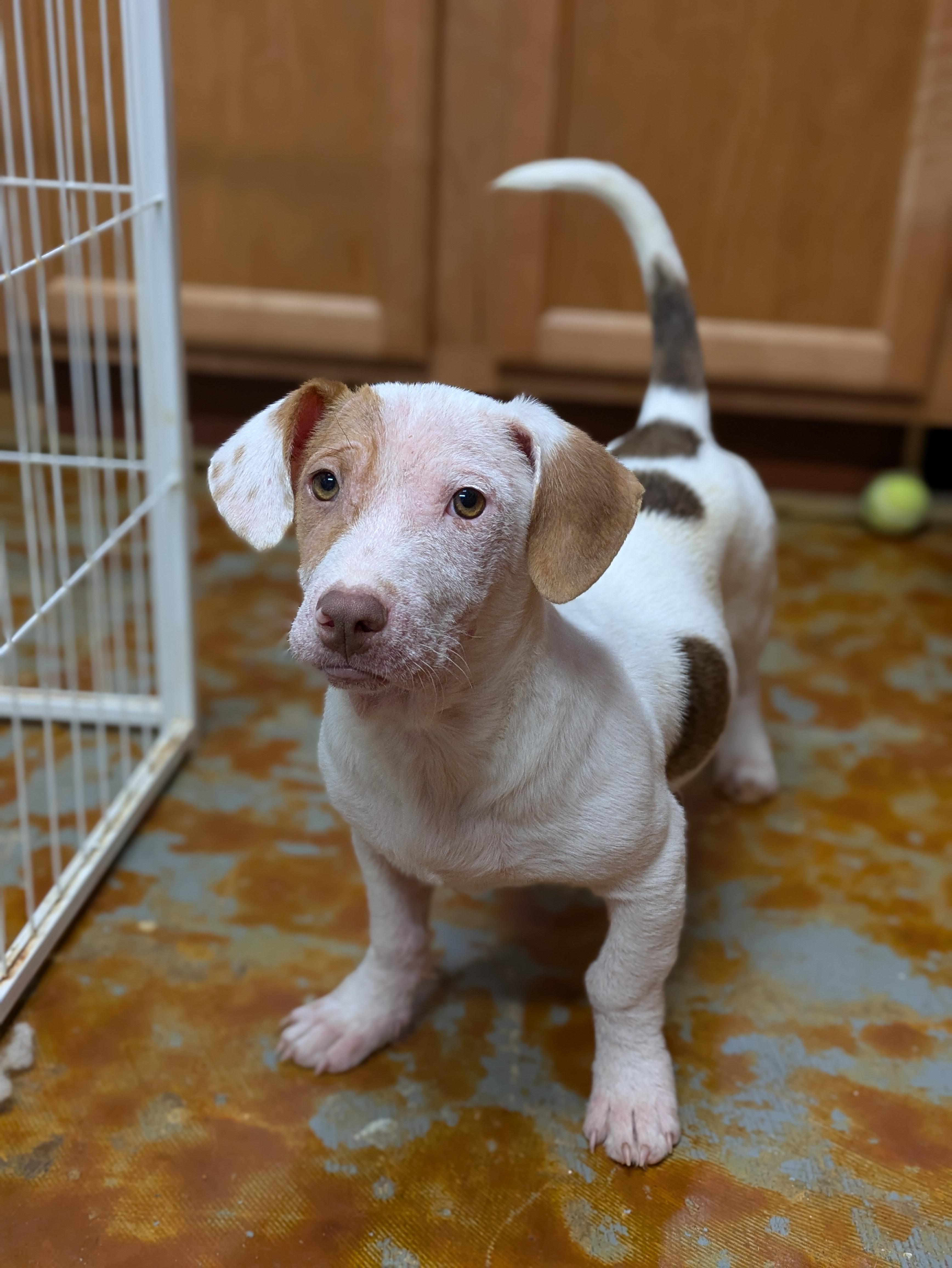 Enlarge Will, an adopted mixed breed in Huntsville, AL image 2/3