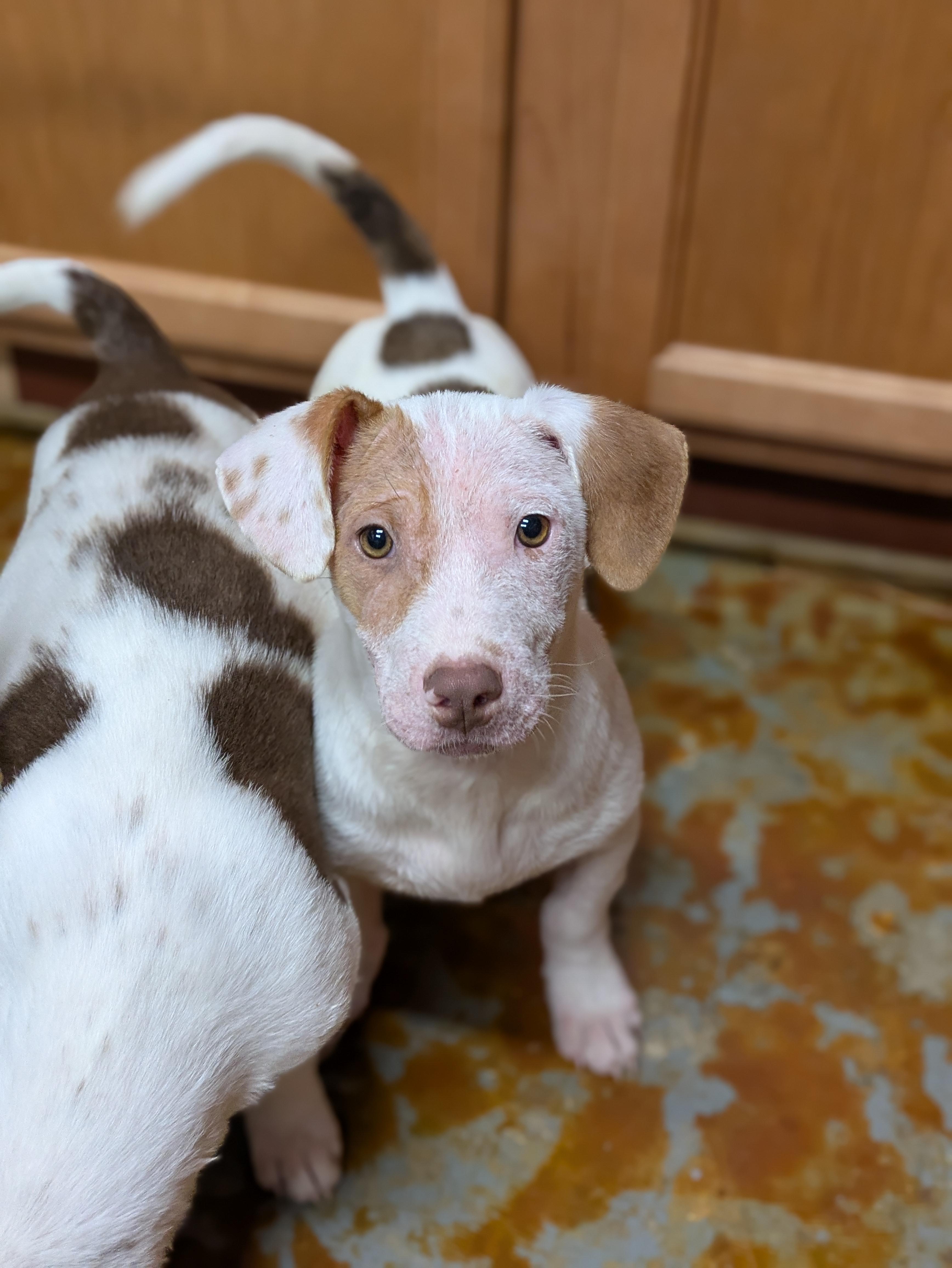 Enlarge Will, an adopted mixed breed in Huntsville, AL image 3/3