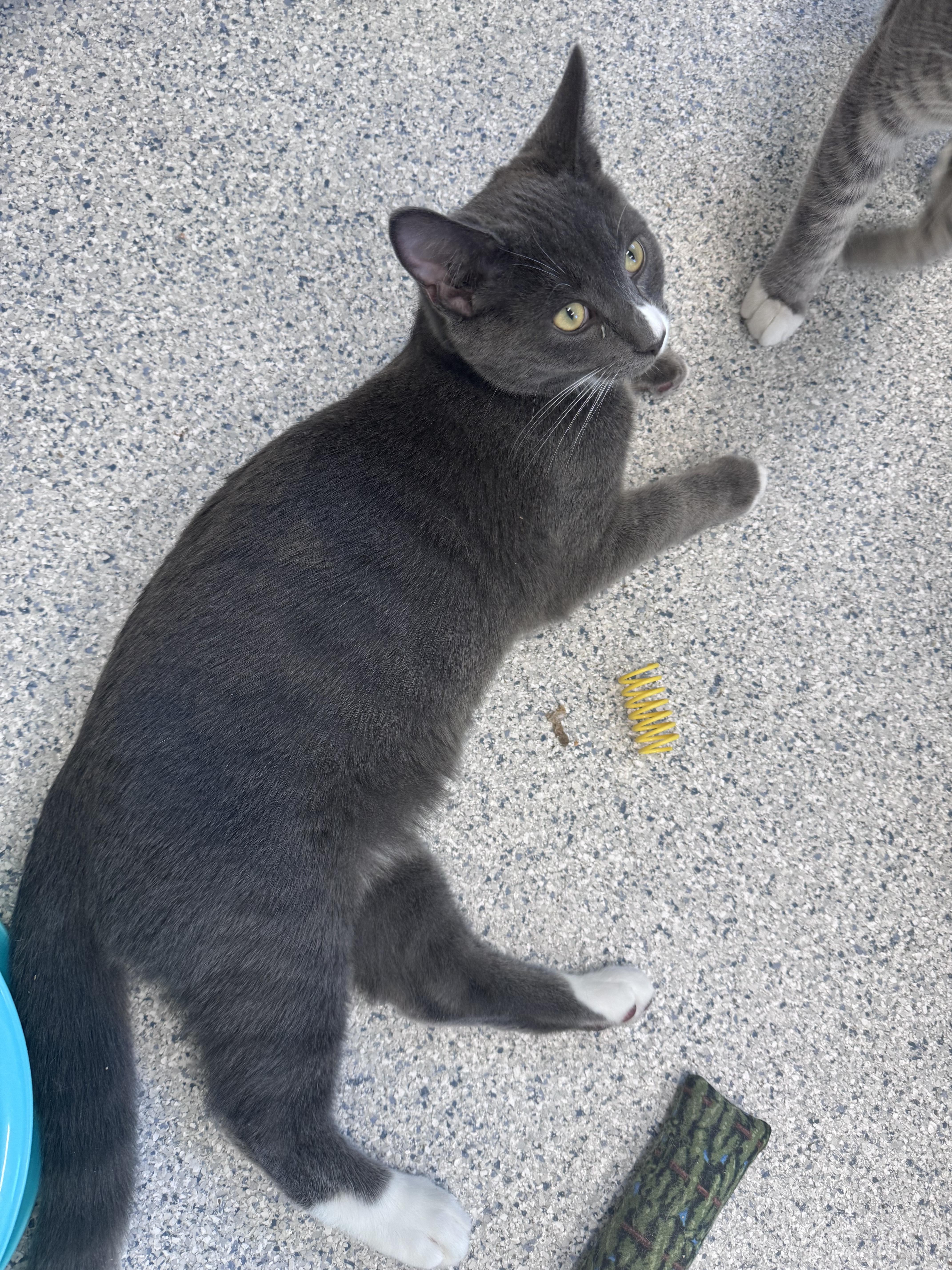 Enlarge !!Kittens!!, a ADOPTABLE Domestic Short Hair in Cherryfield, ME image 2/2