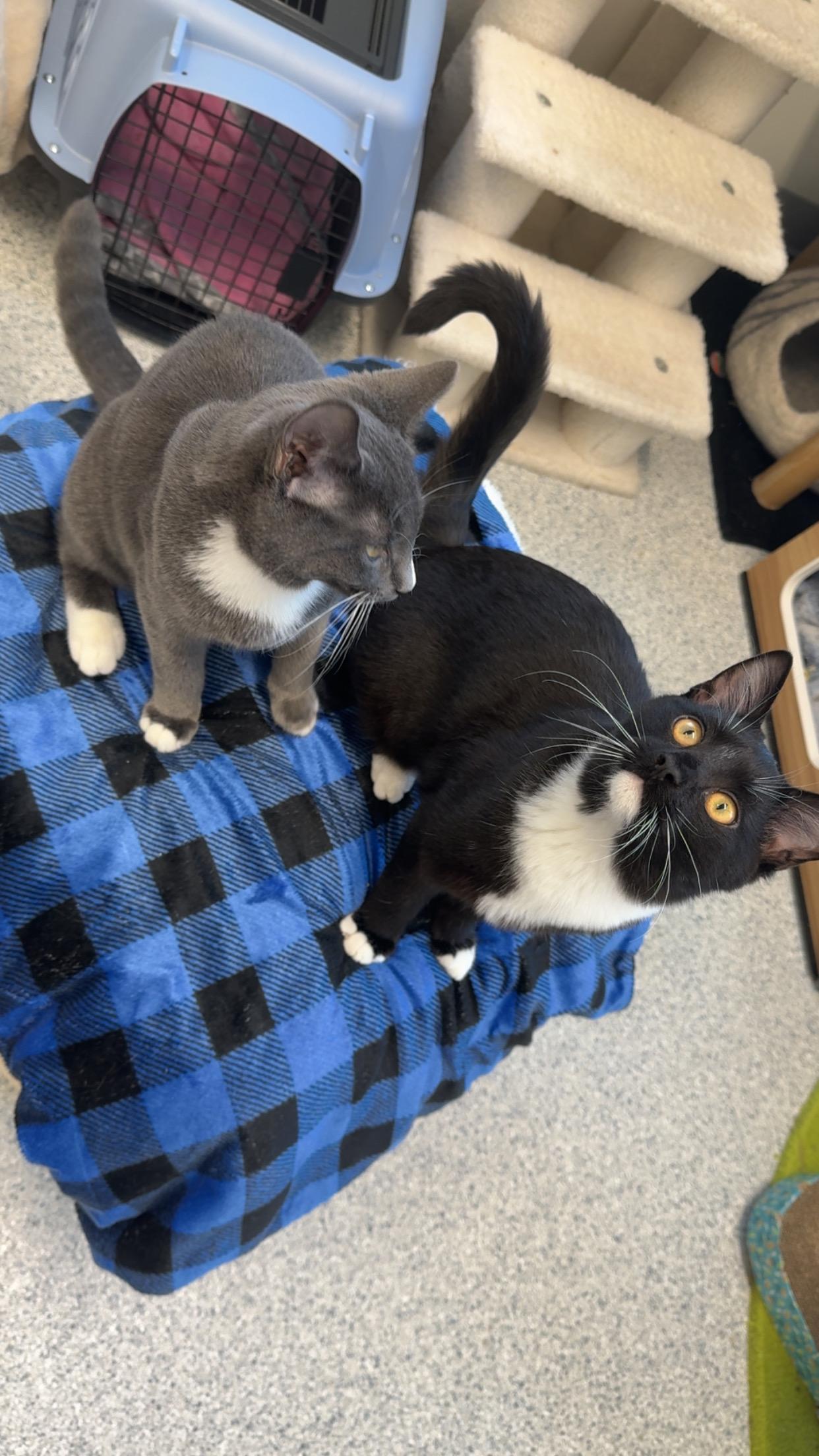 !!Kittens!!, ADOPTABLE, Young Male Domestic Short Hair.