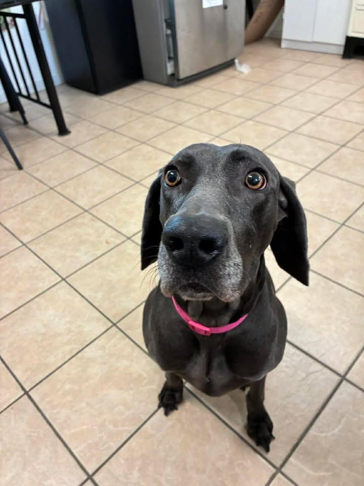 Enlarge Kiera, a ADOPTABLE Weimaraner in Mason City, IL image 3/6