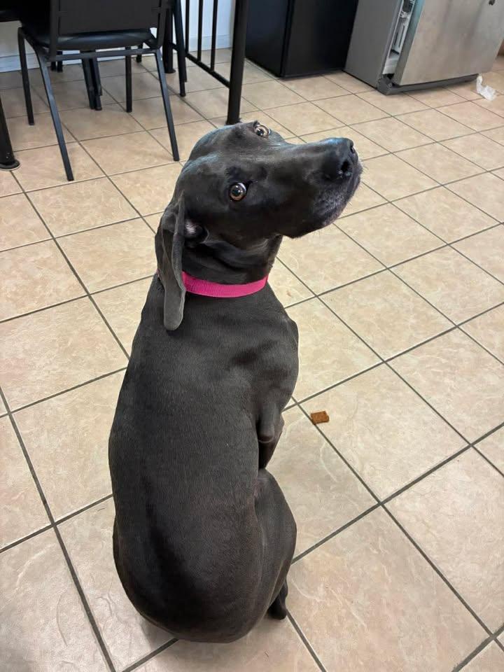Enlarge Kiera, a ADOPTABLE Weimaraner in Mason City, IL image 5/6