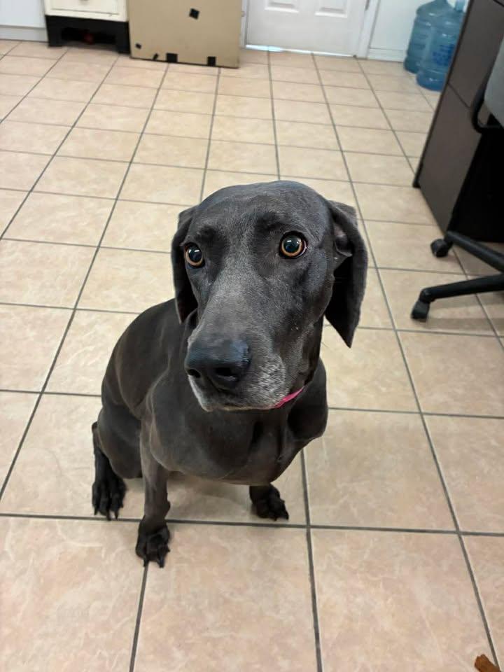 Enlarge Kiera, a ADOPTABLE Weimaraner in Mason City, IL image 4/6