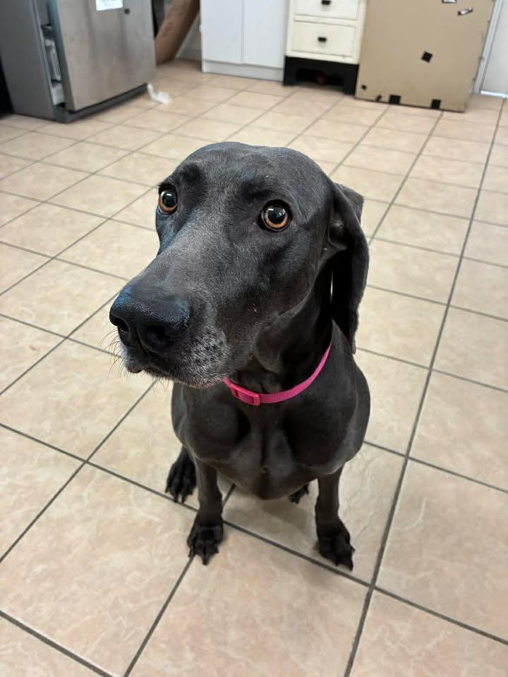 Enlarge Kiera, a ADOPTABLE Weimaraner in Mason City, IL image 6/6