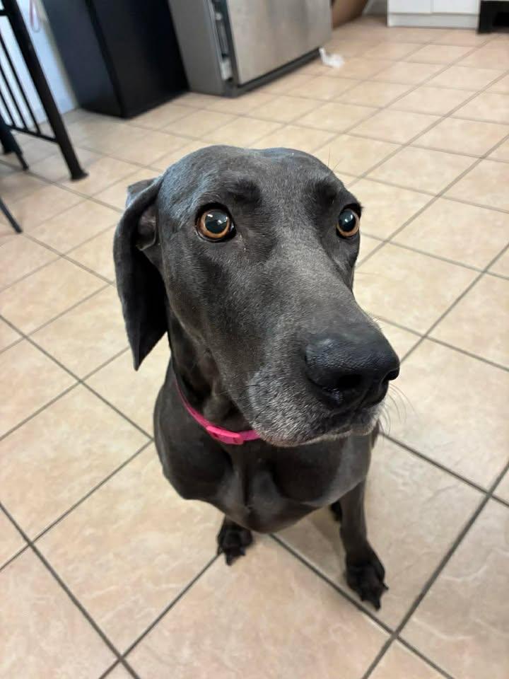 Enlarge Kiera, a ADOPTABLE Weimaraner in Mason City, IL image 2/6