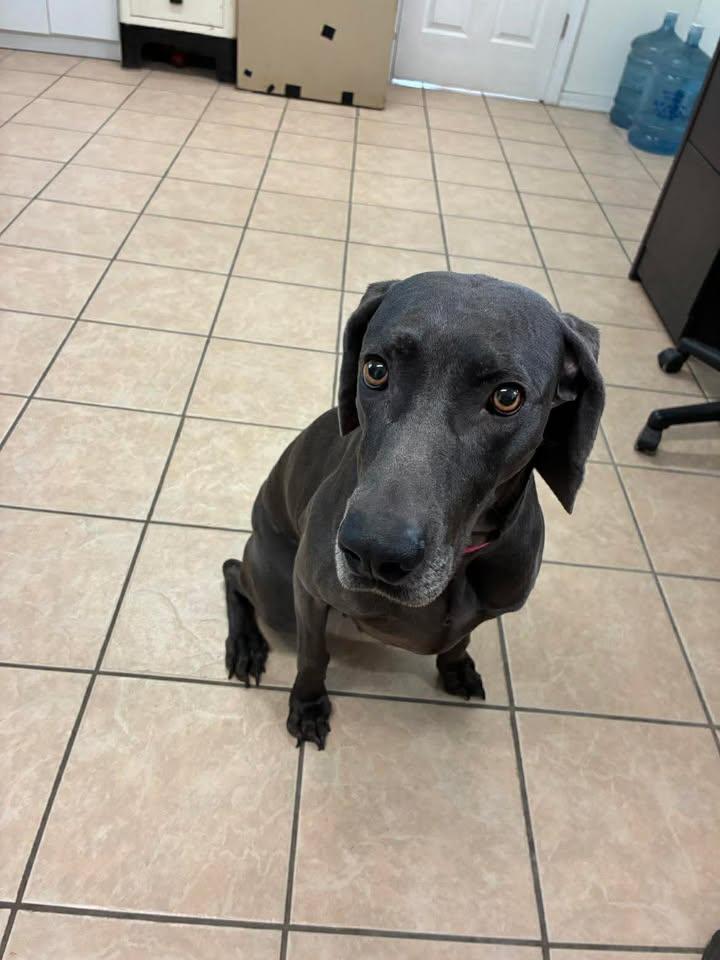 Enlarge Kiera, a ADOPTABLE Weimaraner in Mason City, IL image 1/6