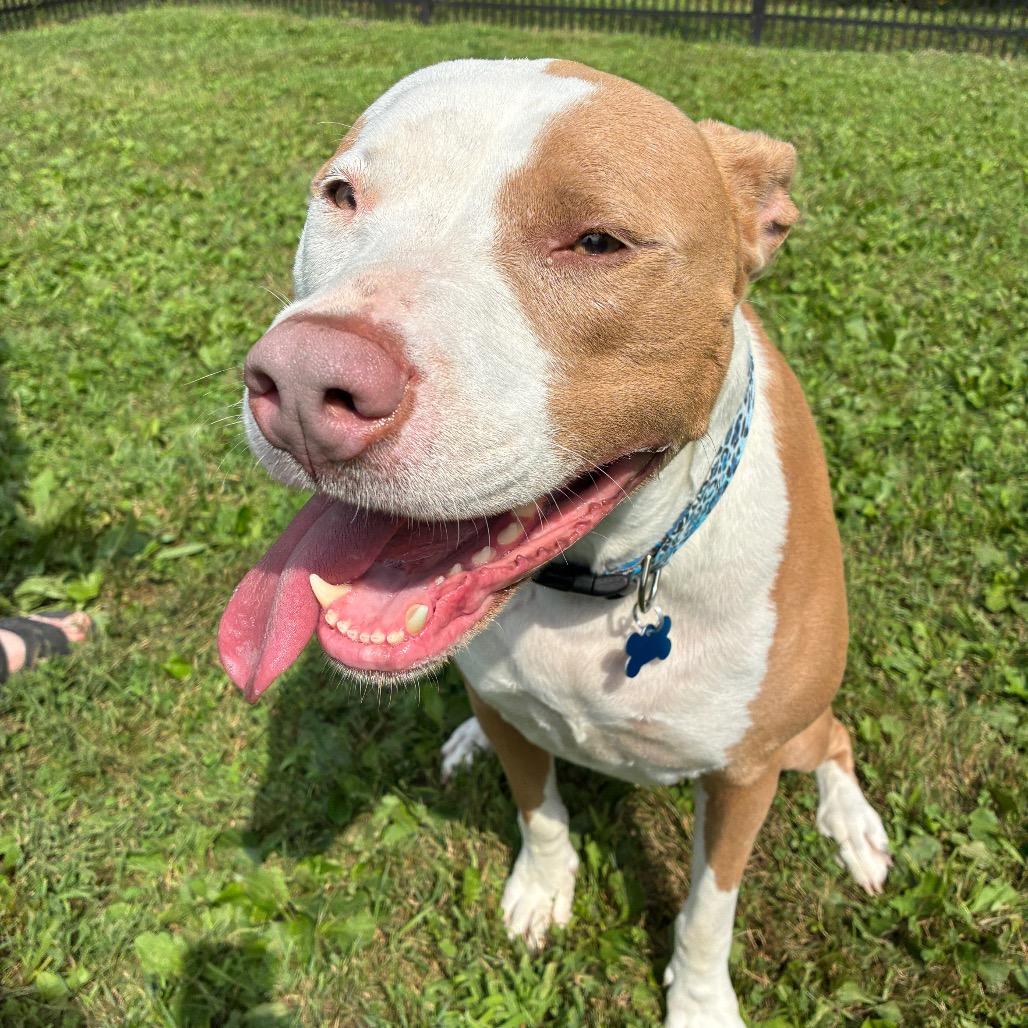Sophie, Adoptable, Adult Female Mixed Breed & None.