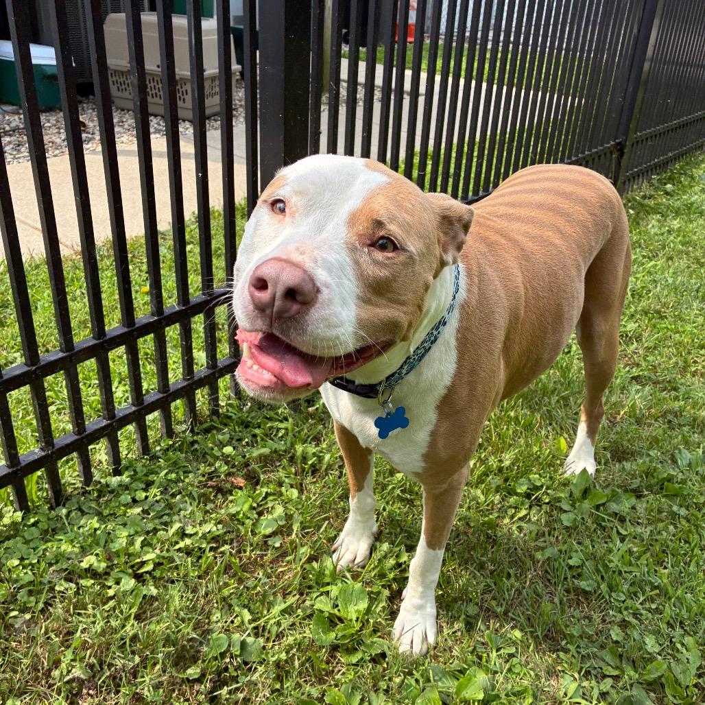 Sophie, a Adoptable Mixed Breed in South Haven, MI image 2/5