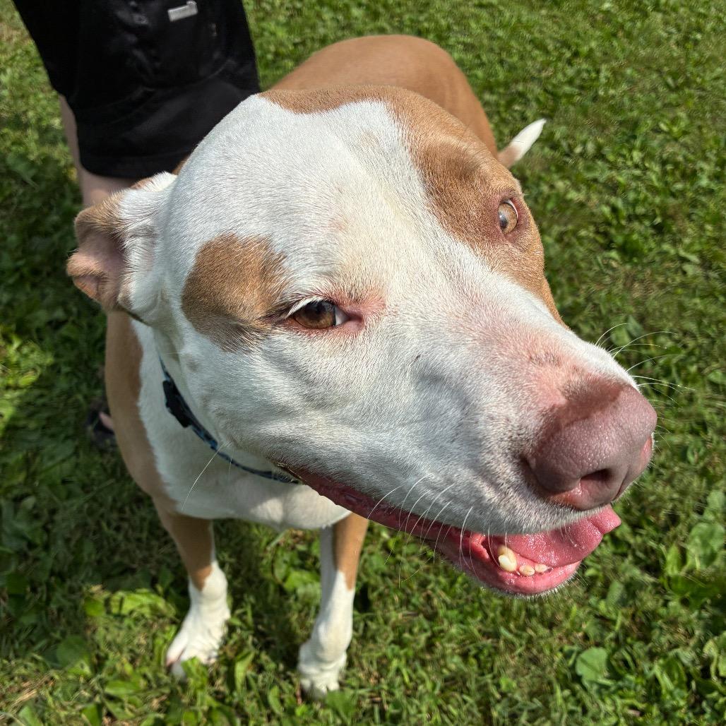 Sophie, a Adoptable Mixed Breed in South Haven, MI image 3/5