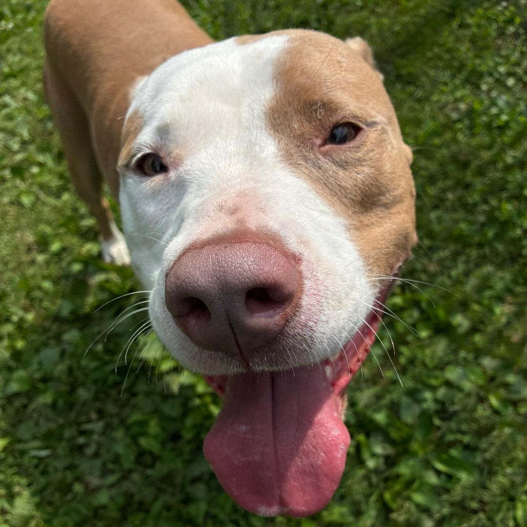 Sophie, a Adoptable Mixed Breed in South Haven, MI image 4/5