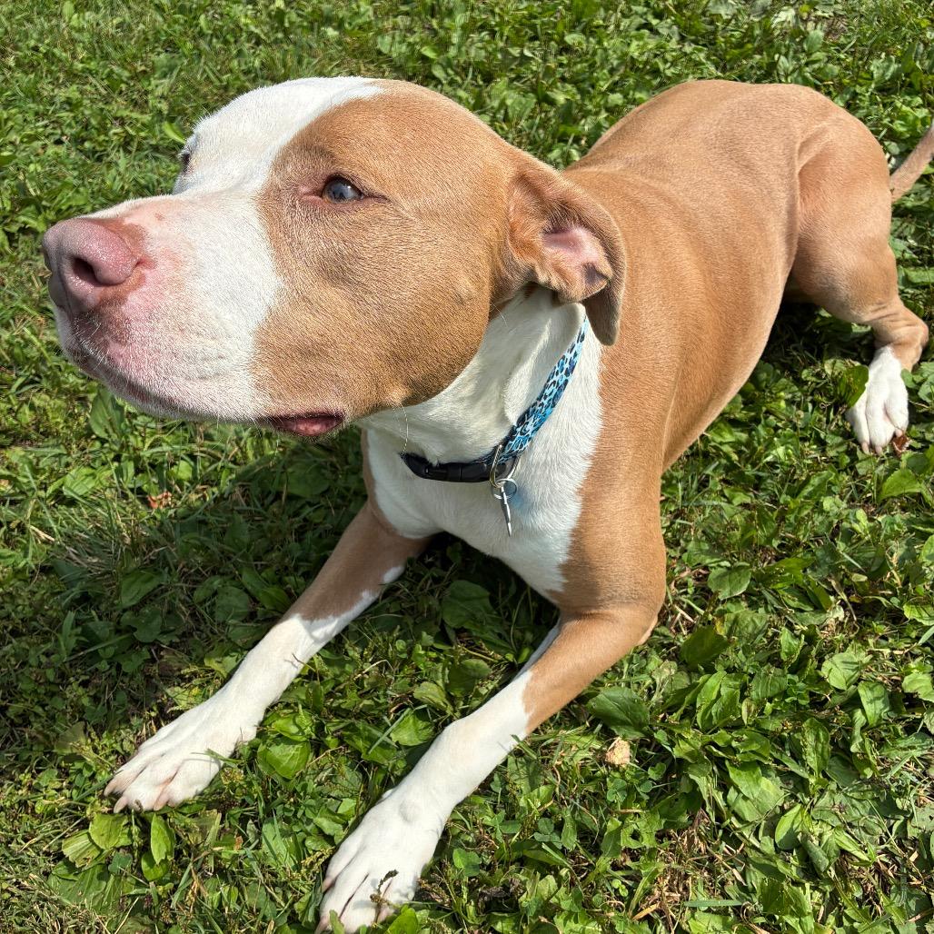 Sophie, a Adoptable Mixed Breed in South Haven, MI image 5/5