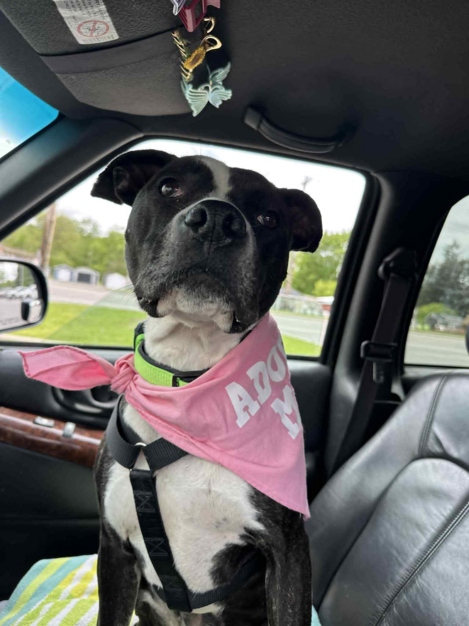 Enlarge Love, a Adoptable American Staffordshire Terrier in Binghamton, NY image 1/1