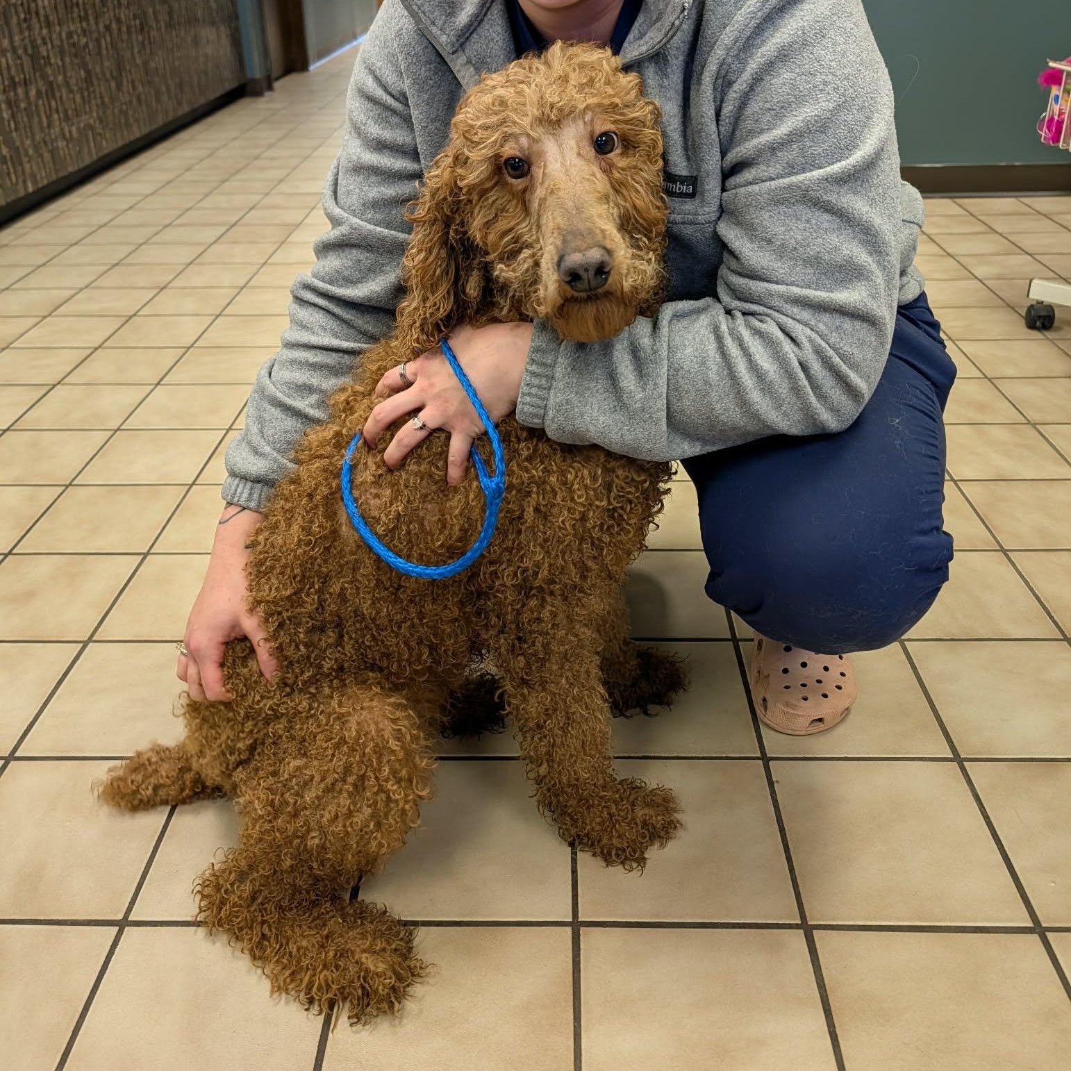 Enlarge Ginger, an adopted mixed breed in Hopkinton, MA image 3/5