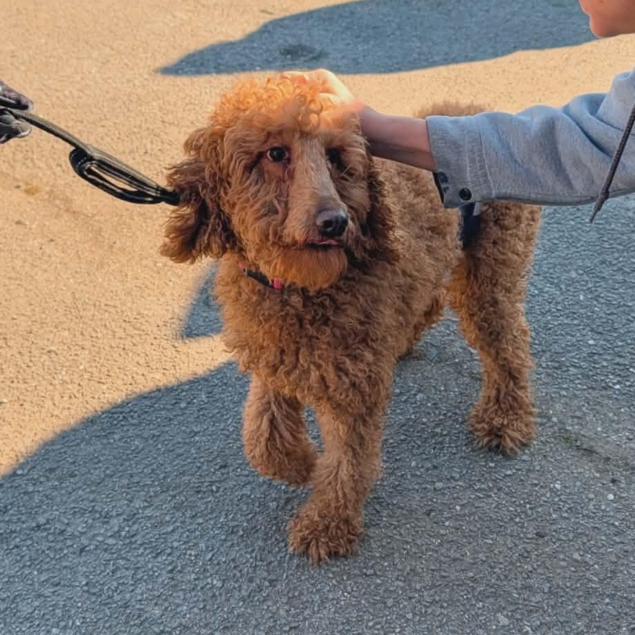 Ginger, adopted, Young Female Standard Poodle.