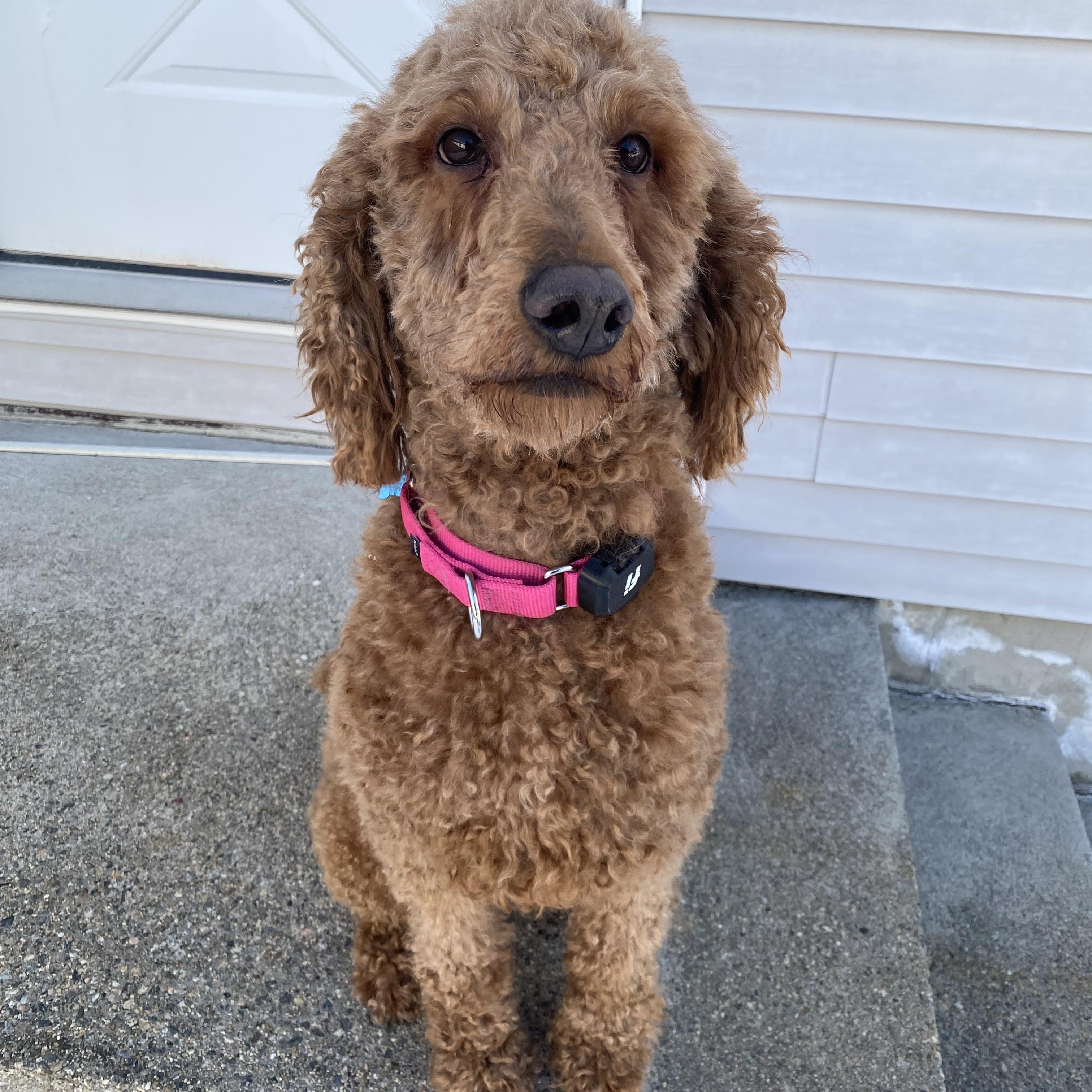 Enlarge Ginger, an adopted mixed breed in Hopkinton, MA image 2/5