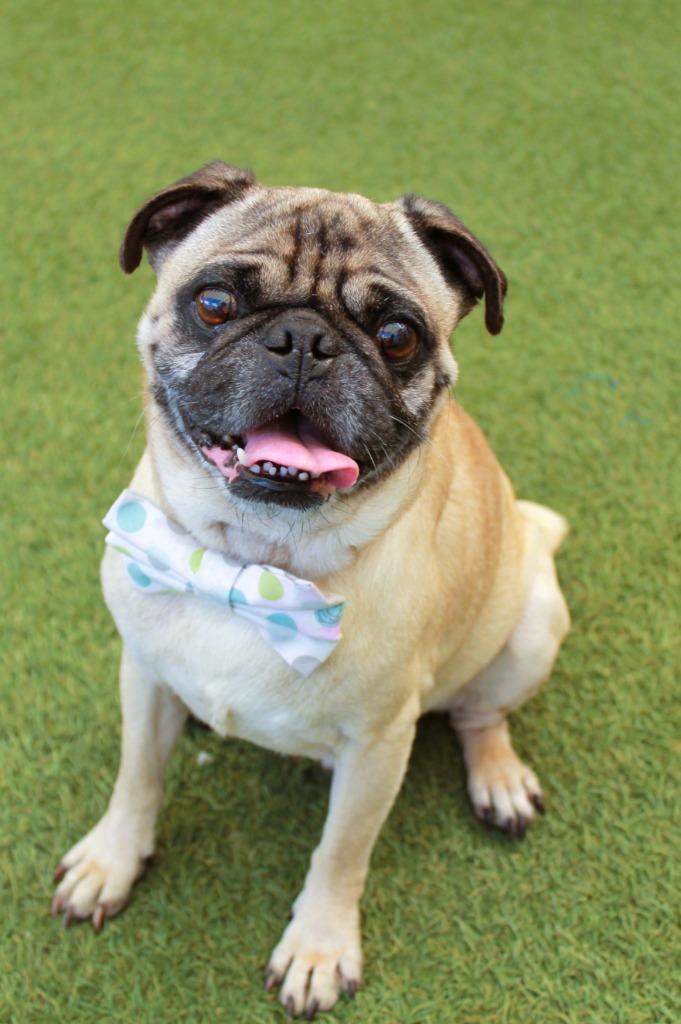 Croydon, Adoptable, Adult Male Pug.