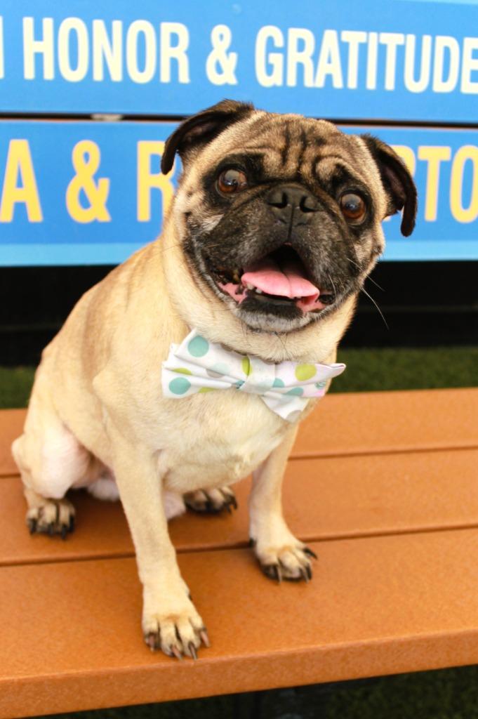 Enlarge Croydon, a Adoptable Pug in Gardena, CA image 2/6