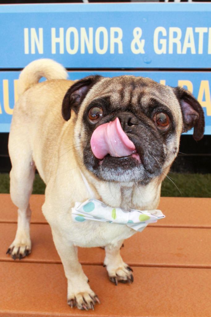 Enlarge Croydon, a Adoptable Pug in Gardena, CA image 3/6