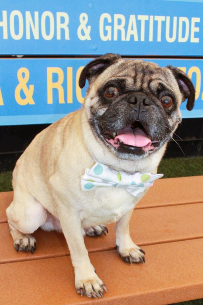 Enlarge Croydon, a Adoptable Pug in Gardena, CA image 4/6