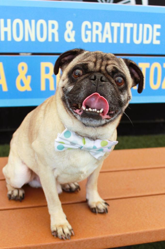 Enlarge Croydon, a Adoptable Pug in Gardena, CA image 5/6