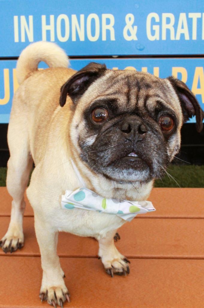 Enlarge Croydon, a Adoptable Pug in Gardena, CA image 6/6