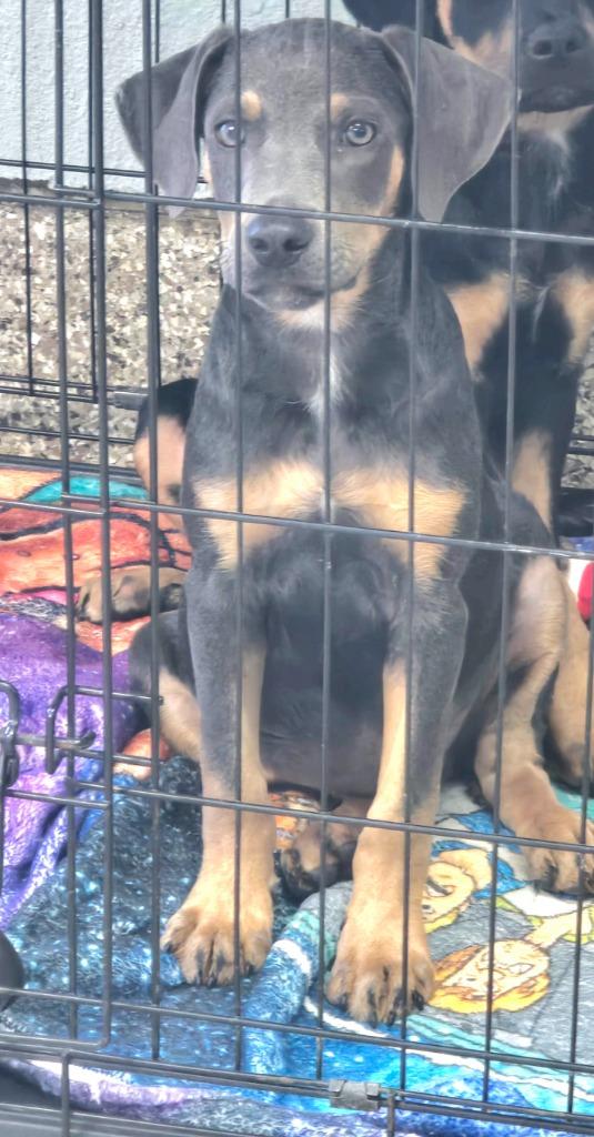 Rocky, Adoptable, Young Male Doberman Pinscher & Mixed Breed.