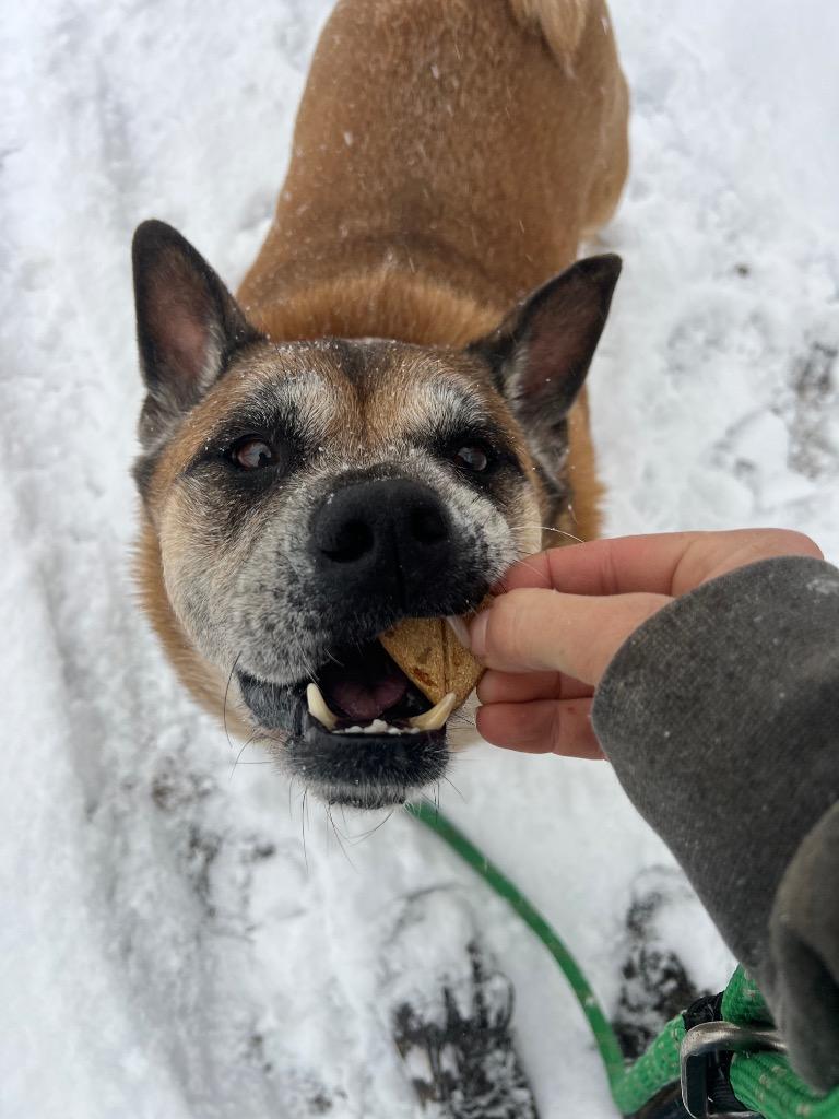 Gia, Adoptable, Senior Female Akita & English Bulldog.