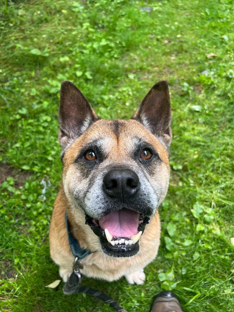 Enlarge Gia, a Adoptable mixed breed in Hyde Park, NY image 2/6