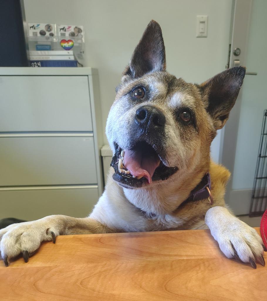 Enlarge Gia, a Adoptable mixed breed in Hyde Park, NY image 3/6