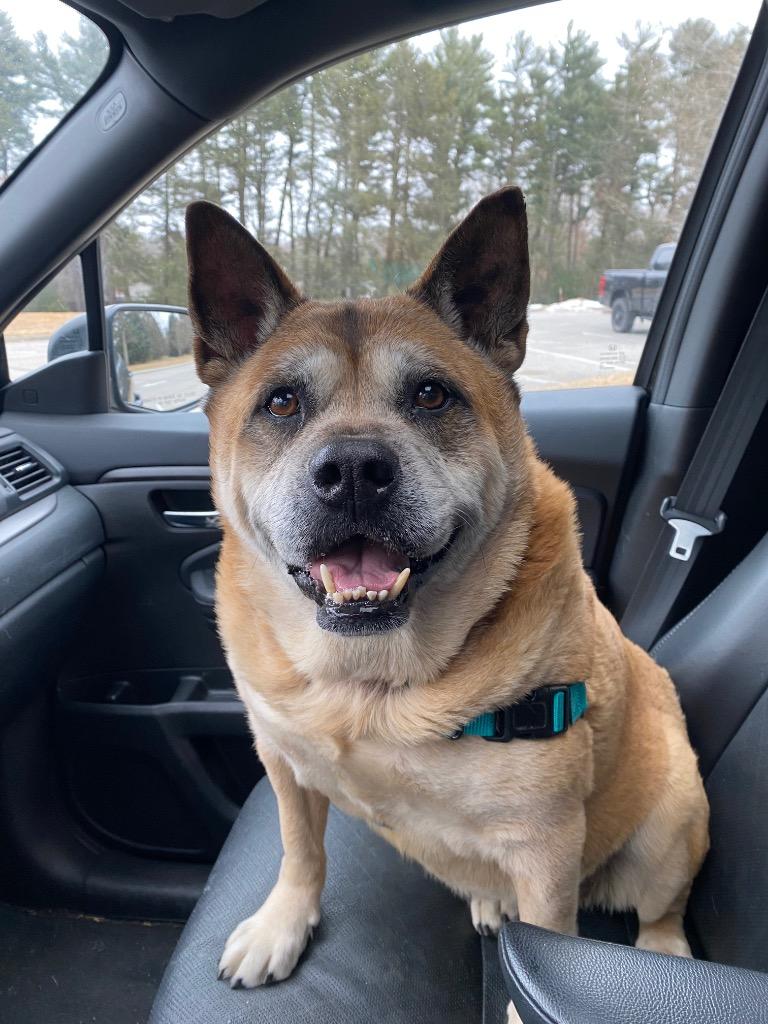 Enlarge Gia, a Adoptable mixed breed in Hyde Park, NY image 4/6