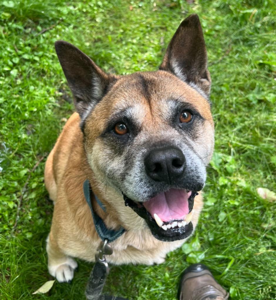 Enlarge Gia, a Adoptable mixed breed in Hyde Park, NY image 4/6