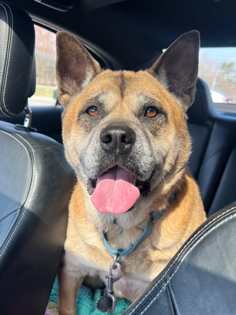 Enlarge Gia, a Adoptable mixed breed in Hyde Park, NY image 5/6
