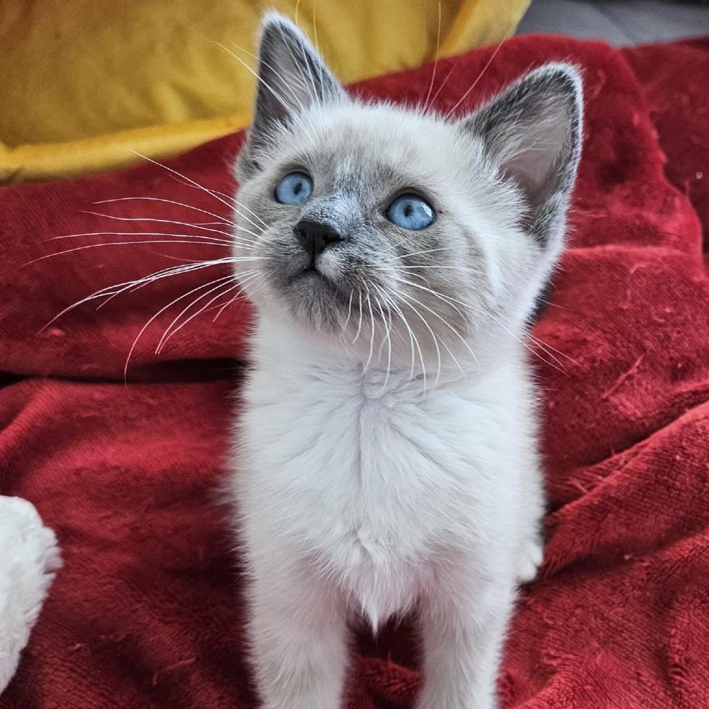 Snuggles, Adoptable, Kitten Female Siamese.