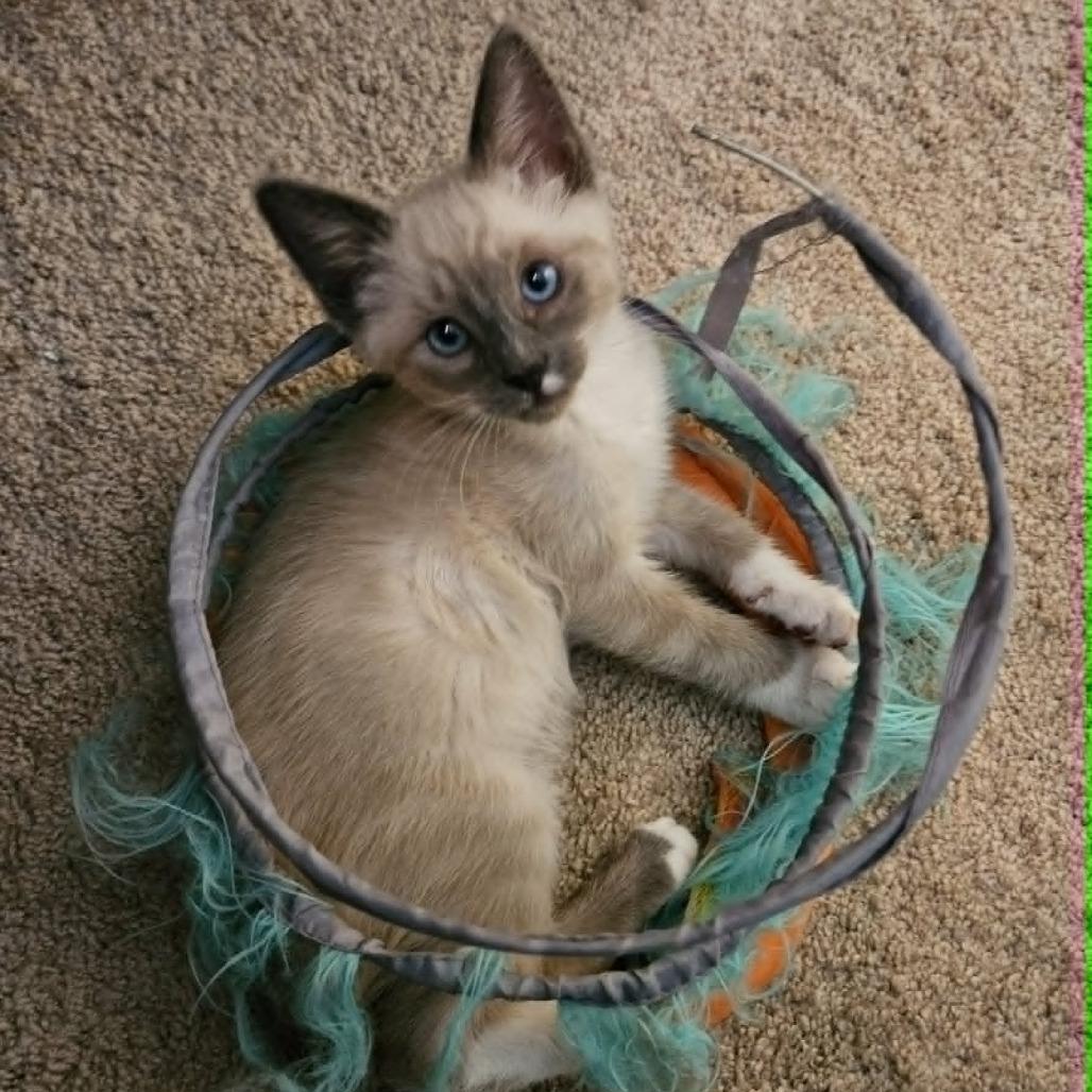 Enlarge Snuggles, a Adoptable Siamese in Agoura Hills, CA image 2/4