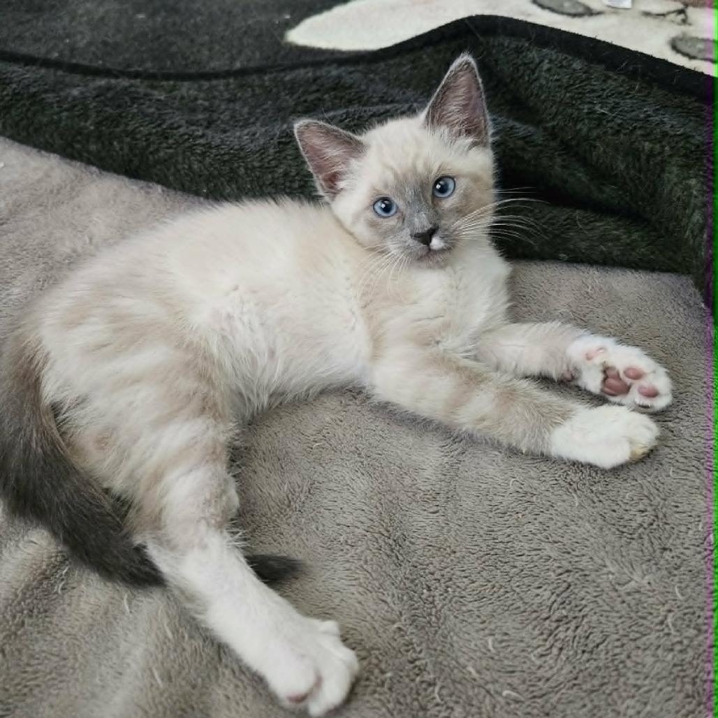 Enlarge Snuggles, a Adoptable Siamese in Agoura Hills, CA image 3/4