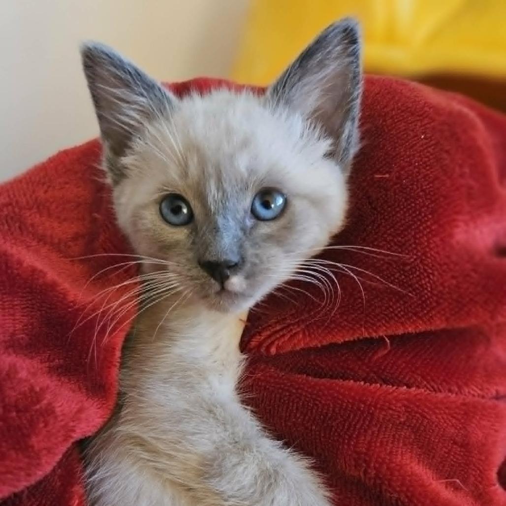Enlarge Snuggles, a Adoptable Siamese in Agoura Hills, CA image 4/4