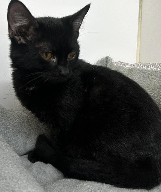 Enlarge Orion 4 month, a Adoptable Domestic Short Hair in Sterling, MA image 1/1