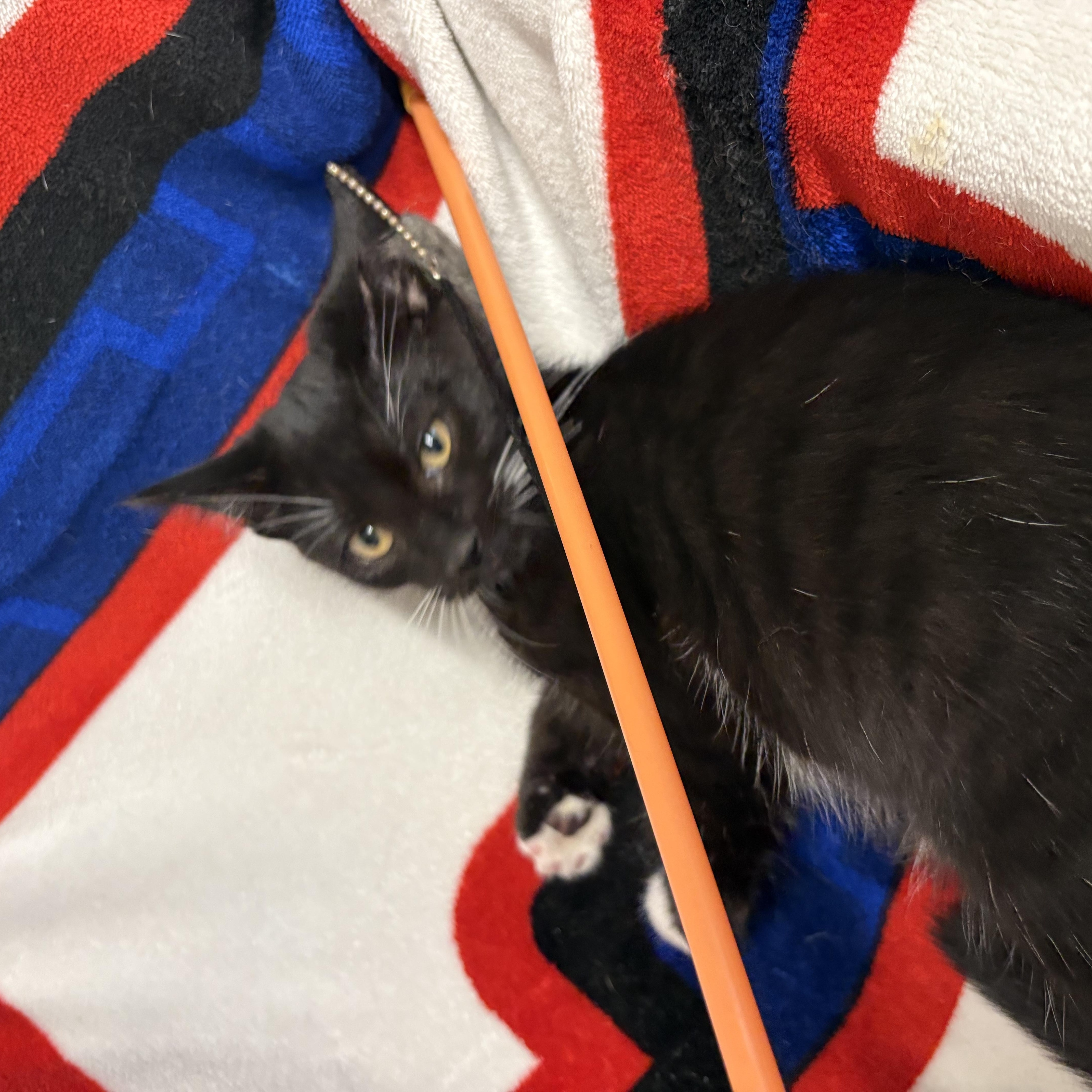 Enlarge Kitten 1, a ADOPTABLE Domestic Short Hair in Mansfield, CT image 2/4