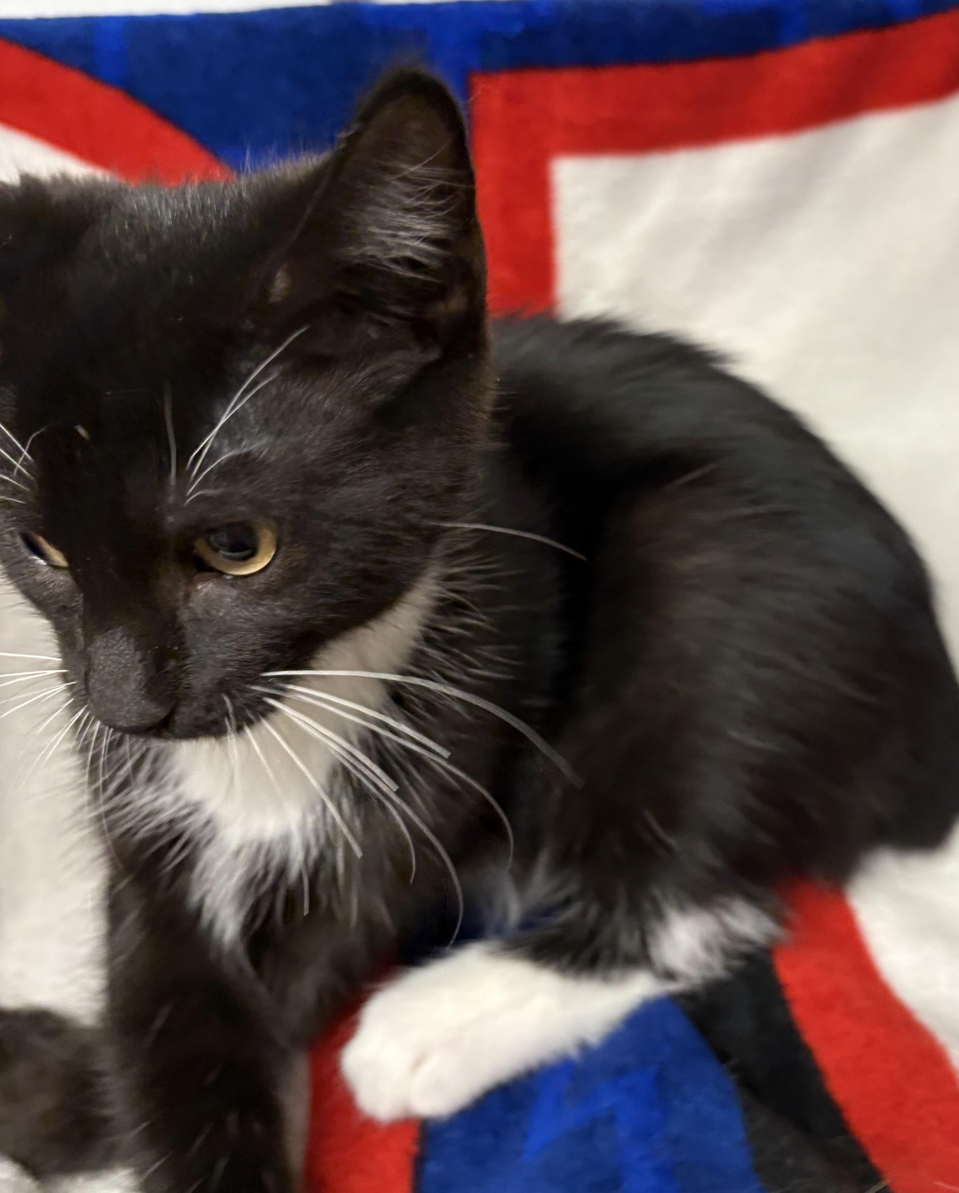 Enlarge Kitten 1, a ADOPTABLE Domestic Short Hair in Mansfield, CT image 3/4