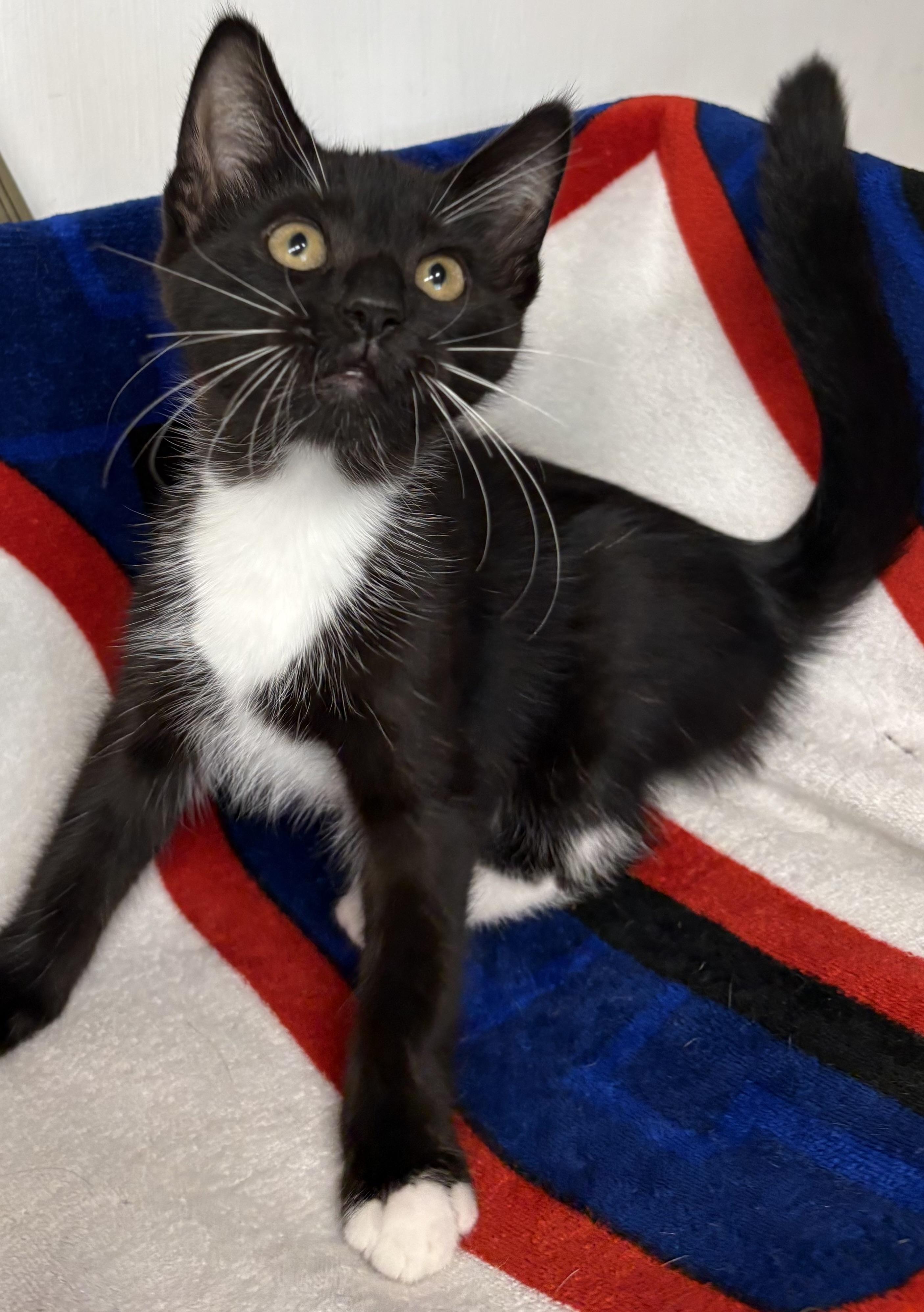 Kitten 1, ADOPTABLE, Kitten Male Domestic Short Hair.