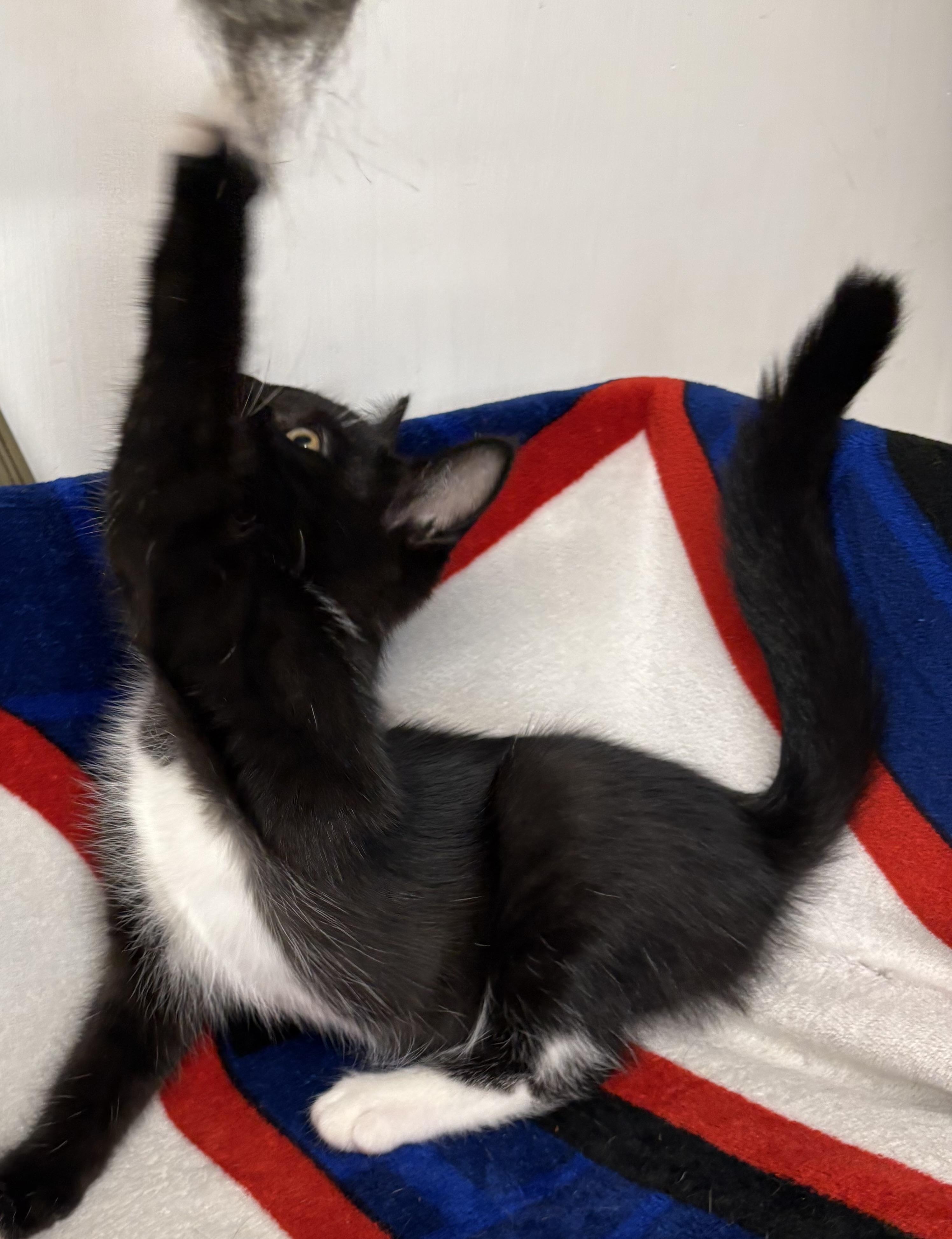 Enlarge Kitten 1, a ADOPTABLE Domestic Short Hair in Mansfield, CT image 4/4