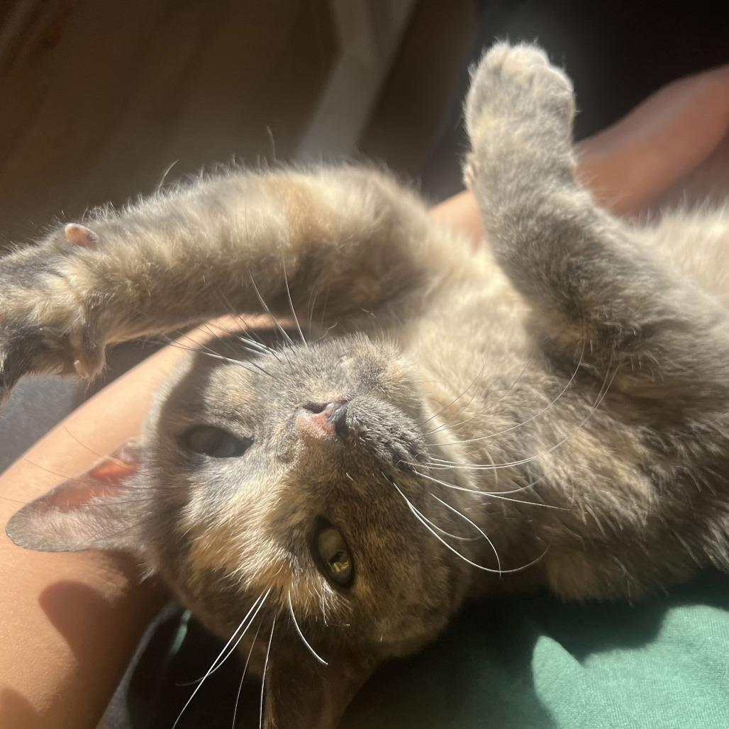 Hazel, Adoptable, Senior Female Domestic Short Hair & Mixed Breed.