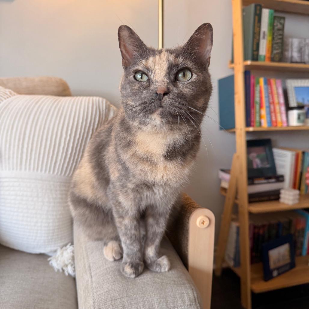 Hazel, a Adoptable mixed breed in Chicago, IL image 2/6