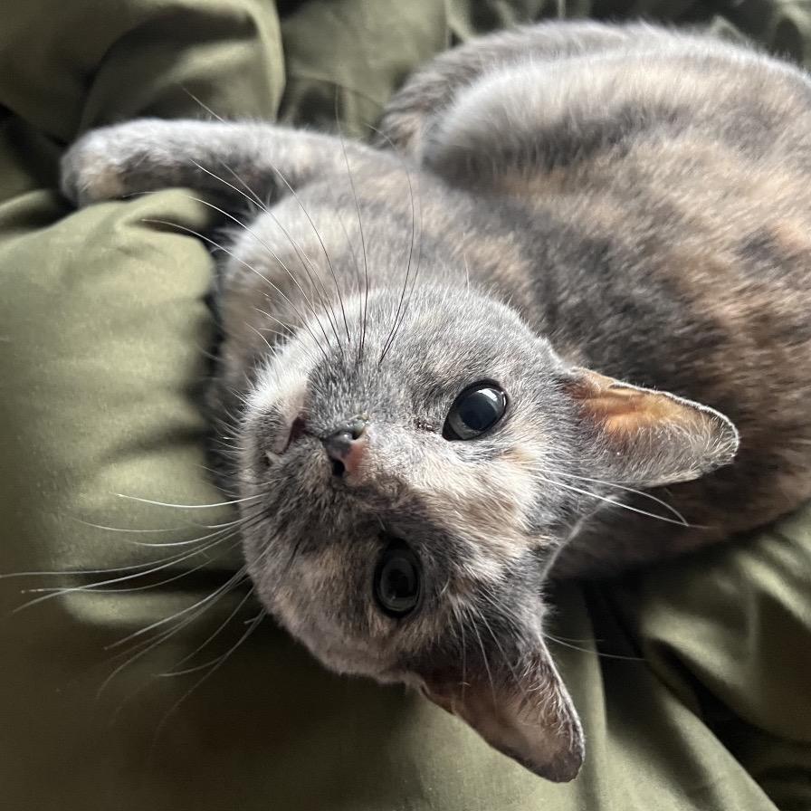 Hazel, a Adoptable mixed breed in Chicago, IL image 4/6