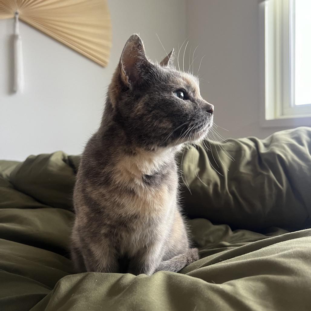 Hazel, a Adoptable mixed breed in Chicago, IL image 5/6