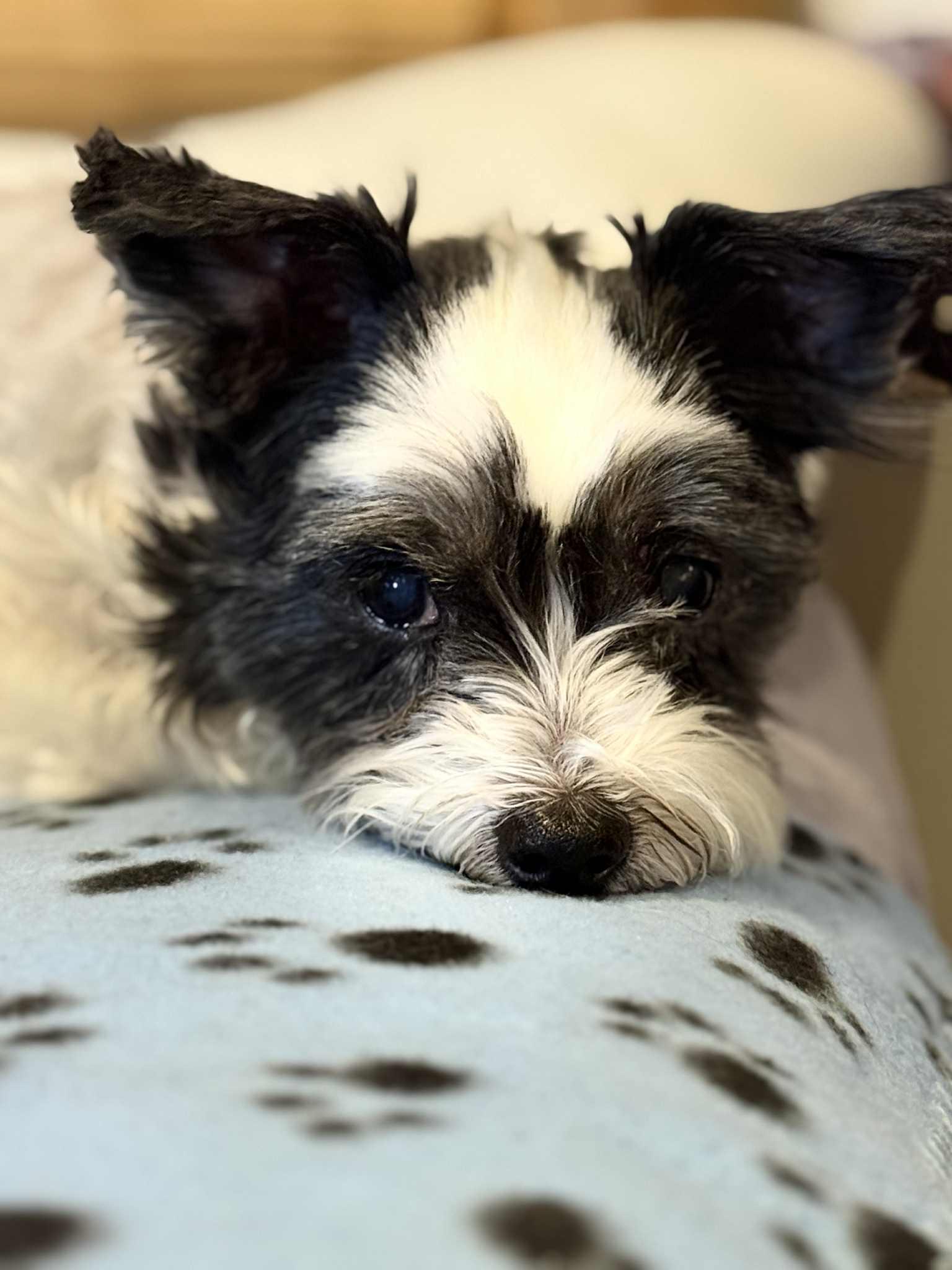 BETSY, a ADOPTABLE mixed breed in Port Clinton, OH image 2/3