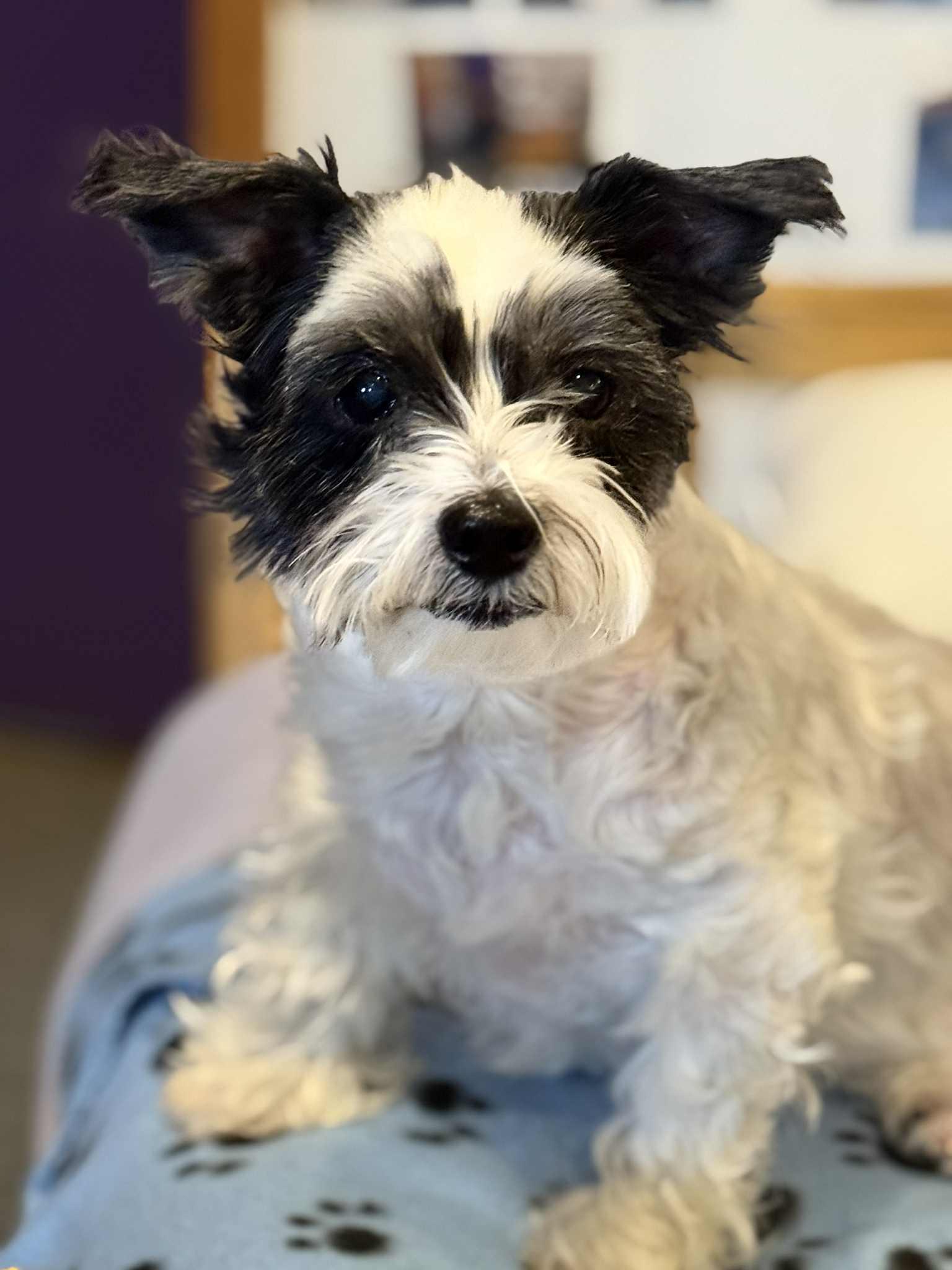 BETSY, a ADOPTABLE mixed breed in Port Clinton, OH image 1/3