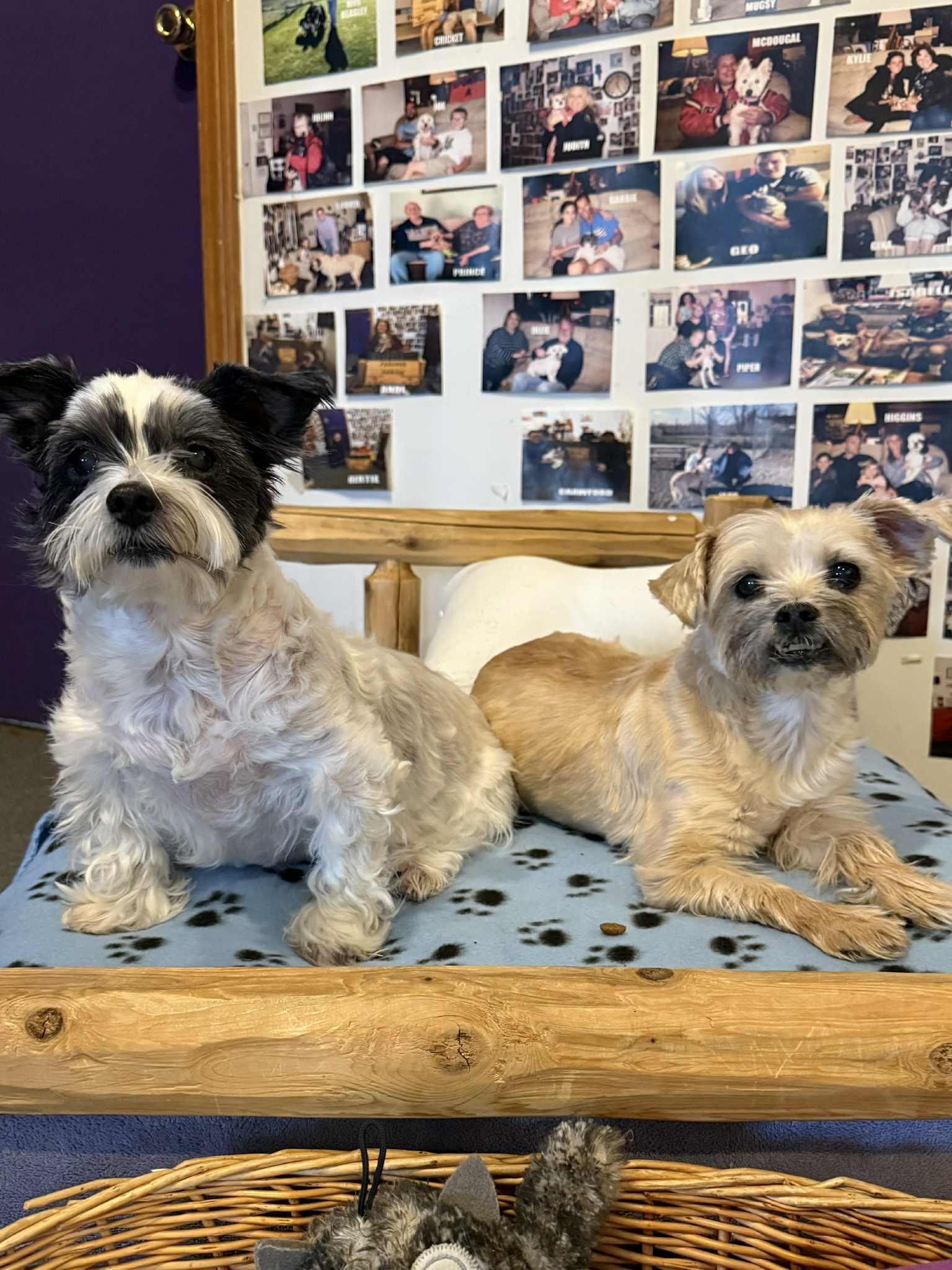 BETSY, a ADOPTABLE mixed breed in Port Clinton, OH image 3/3