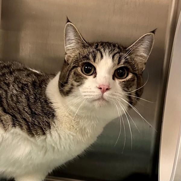 Six, Adoptable, Young Male Domestic Short Hair.