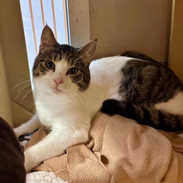 Enlarge Six, a Adoptable mixed breed in Walnut Creek, CA image 2/4